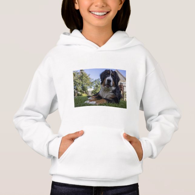 bernese mountain dog laying second (Front)