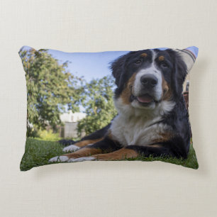 bernese mountain dog laying second accent pillow