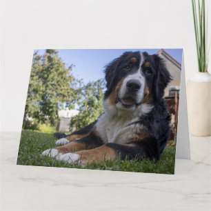 bernese mountain dog laying second card