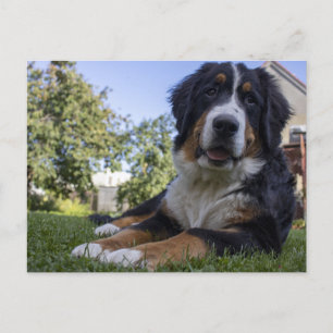 bernese mountain dog laying second postcard