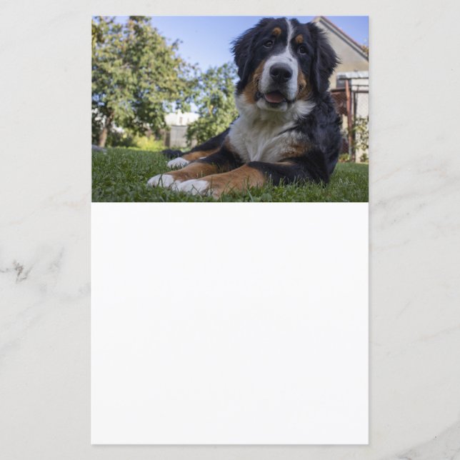 bernese mountain dog laying second scrapbook paper (Front)