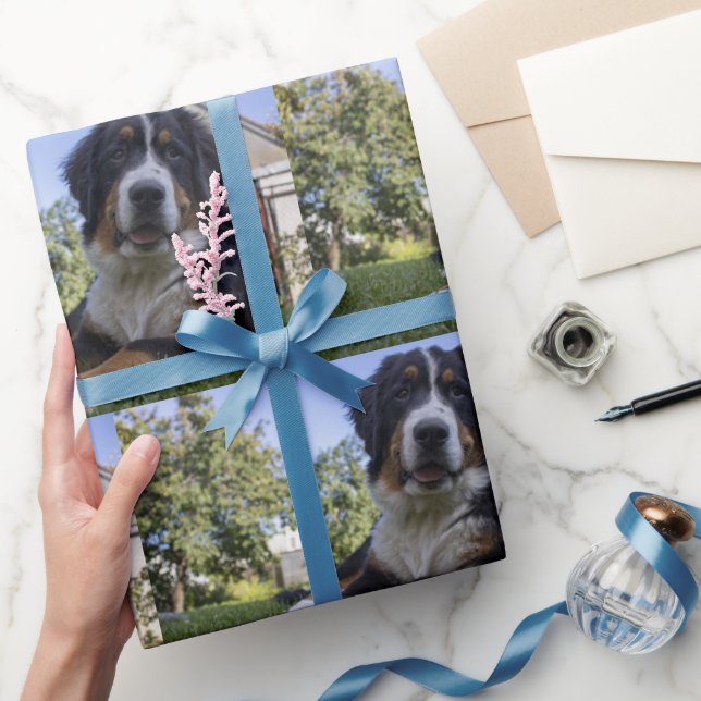 bernese mountain dog laying second wrapping paper (Gifting)