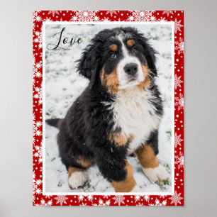 Bernese mountain dog On Red and White Snowflake Poster