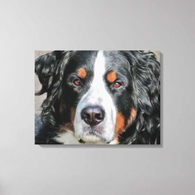Bernese Mountain Dog Photo Image Canvas Print (Front)