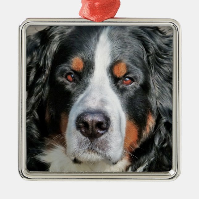 Bernese Mountain Dog Photo Image Metal Ornament (Front)