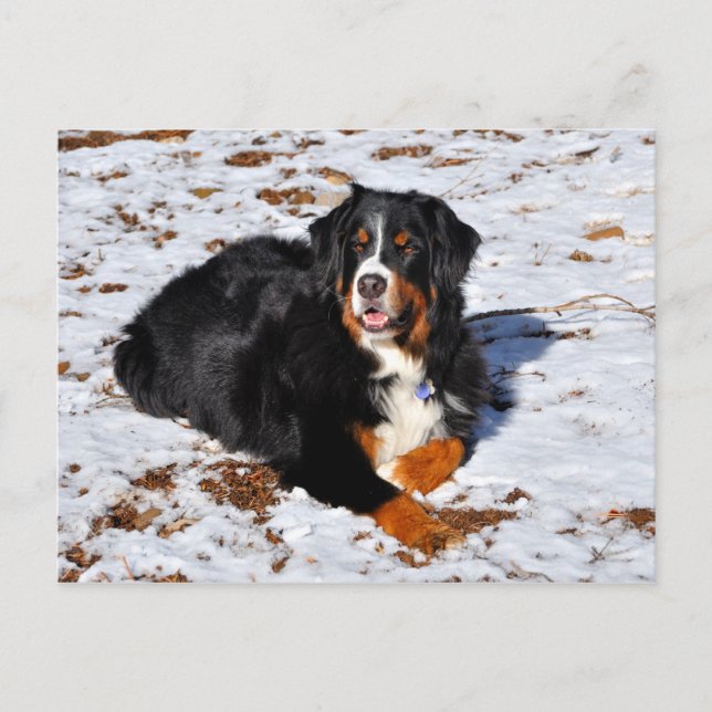 Bernese Mountain Dog playing in the snow Postcard (Front)