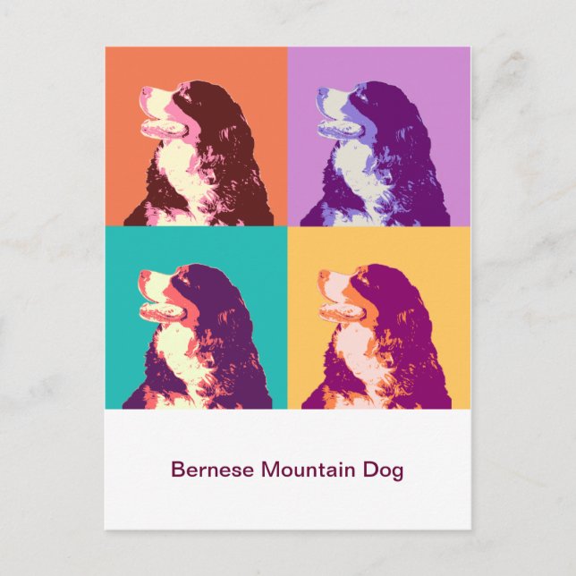 Bernese Mountain Dog Pop Art Postcard (Front)