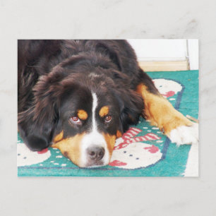 Bernese Mountain Dog Postcard