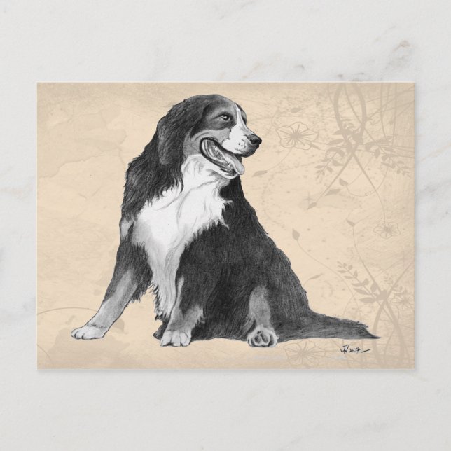 bernese mountain dog postcard (Front)