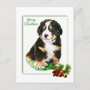 Bernese Mountain Dog Postcard