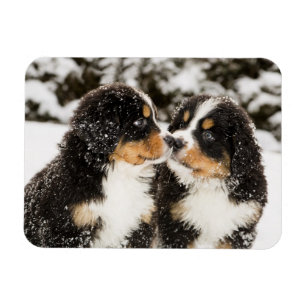 Bernese Mountain Dog Puppets Sniff Each Other Magnet