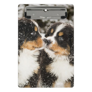 Bernese Mountain Dog Puppets Sniff Each Other Mini Clipboard