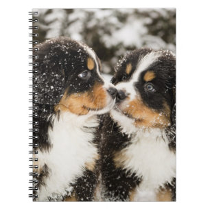Bernese Mountain Dog Puppets Sniff Each Other Notebook