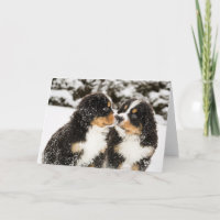 Bernese Mountain Dog Puppies Sniff Each Other