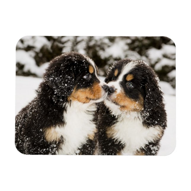 Bernese Mountain Dog Puppies Sniff Each Other Magnet (Horizontal)