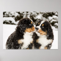 Bernese Mountain Dog Puppies Sniff Each Other