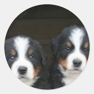 Bernese mountain dog puppies stickers