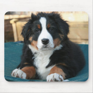 bernese mountain dog, puppy, bernese mouse pad