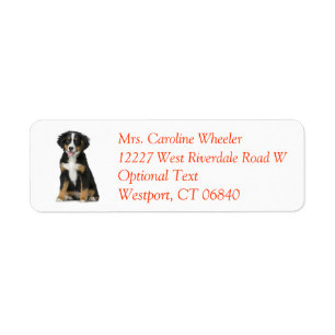 Bernese Mountain Dog Puppy Dog Return Adresse :