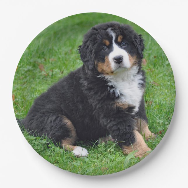 Bernese Mountain Dog Puppy Photo Paper Plate (Front)