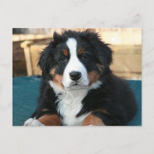 bernese mountain dog puppy postcard