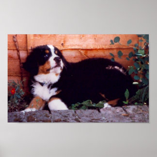 bernese mountain dog puppy poster
