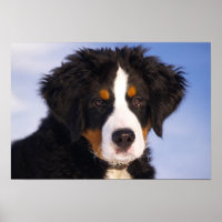 Bernese Mountain Dog Puppy