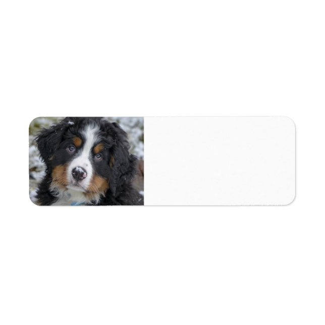 bernese mountain dog puppy second (Front)