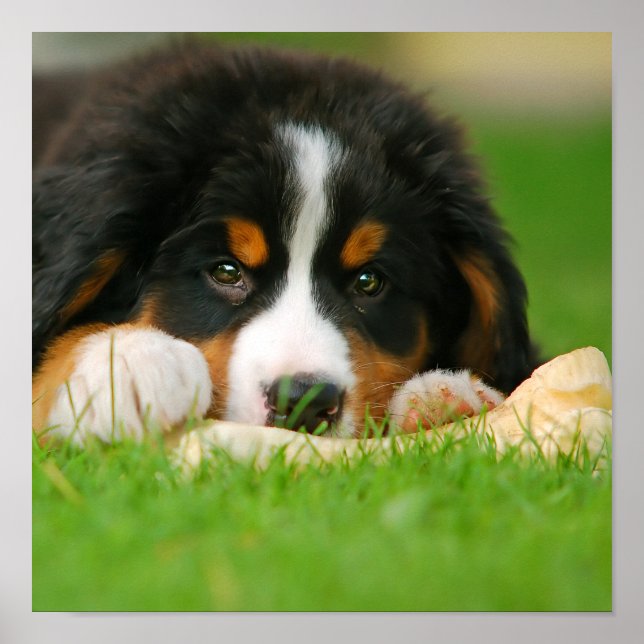 Bernese Mountain Dog Puppy w/ A Bone Poster (Front)