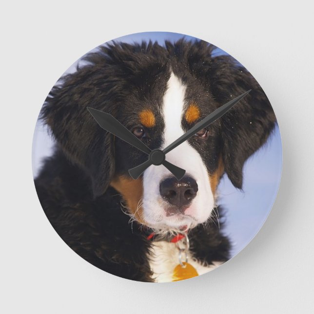 Bernese Mountain Dog Puppy Wall Clock (Front)