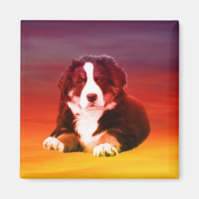 Bernese Mountain Dog Sitting on Beach Magnet (Front)