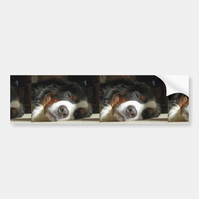 bernese mountain dog sleeping bumper sticker (Front)