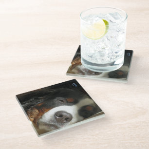 bernese mountain dog sleeping glass coaster