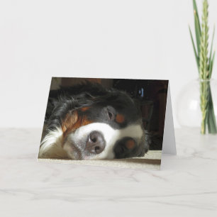 bernese mountain dog sleeping holiday card
