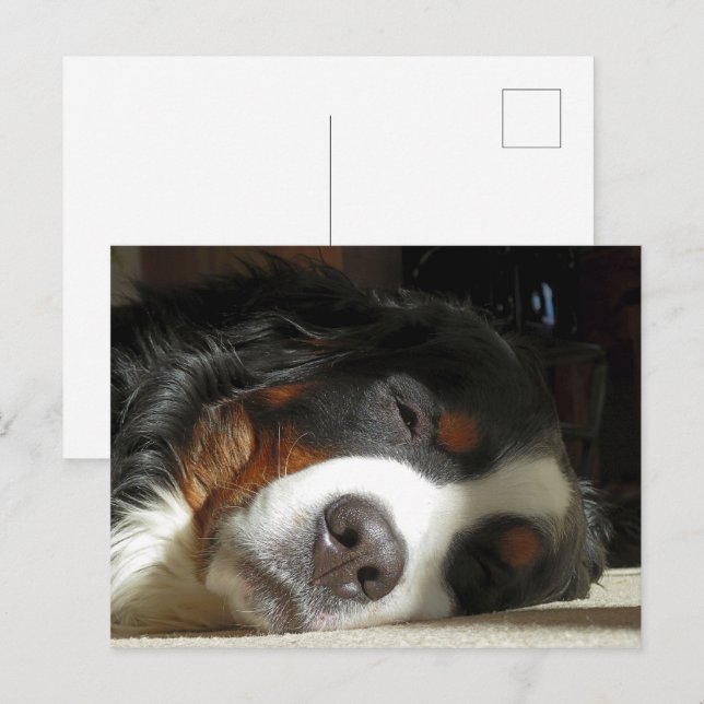bernese mountain dog sleeping postcard (Front/Back)