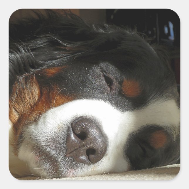 bernese mountain dog sleeping square sticker (Front)