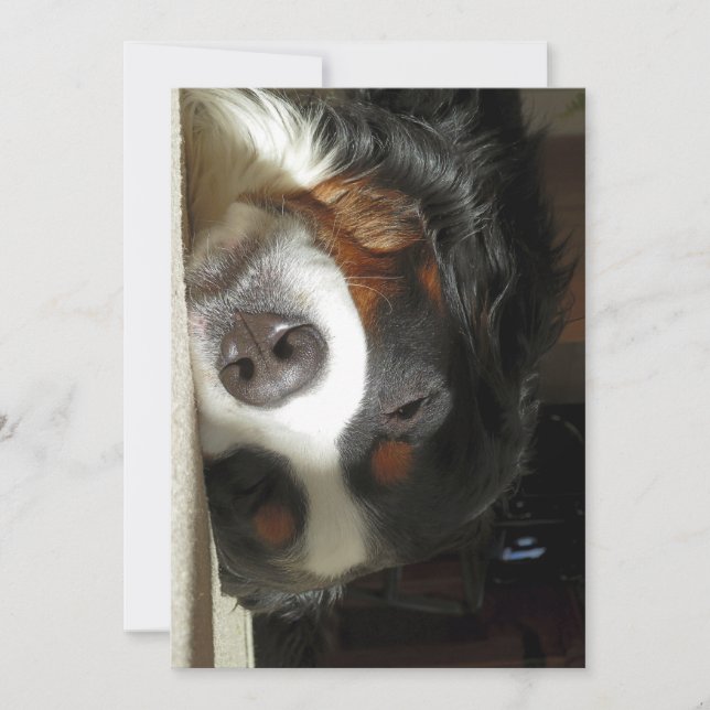 bernese mountain dog sleeping thank you card (Front)