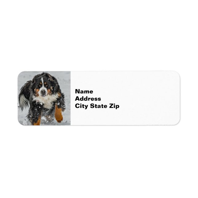 Bernese Mountain Dog Snow Photo (Front)