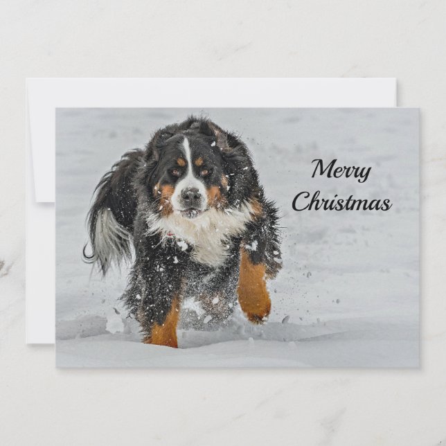 Bernese Mountain Dog Snow Photo Christmas Flat Holiday Card (Front)