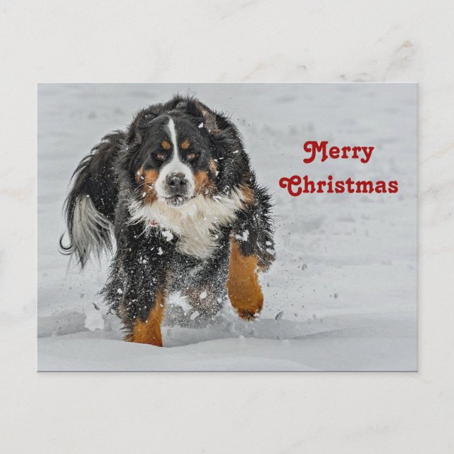 Bernese Mountain Dog Snow Photo Christmas Postcard (Front)