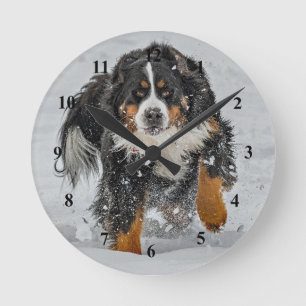 Bernese Mountain Dog Snow Photo Round Clock