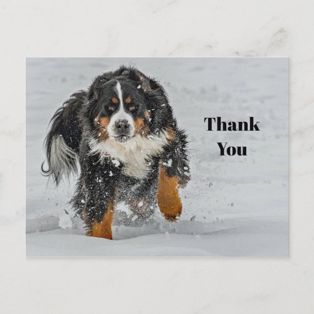 Bernese Mountain Dog Snow Photo Thank You Postcard (Front)