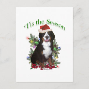 Bernese Mountain Dog ‘Tis Postcard