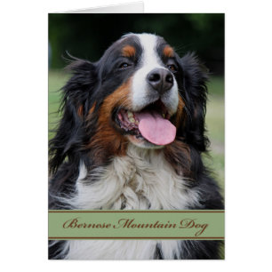 Bernese Mountain Dog Toute Occasion Vide À L'Intér