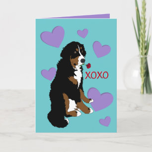 Bernese Mountain Dog Valentines Day Holiday Card
