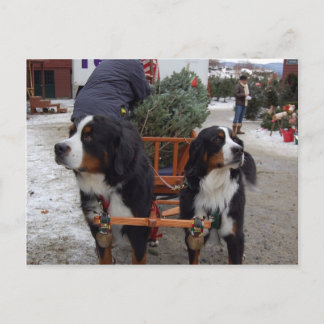 Bernese Mountain Dogs Postcard