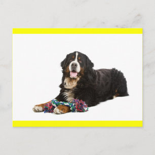 Bernese Mountain Puppy Dog Blank Postcard