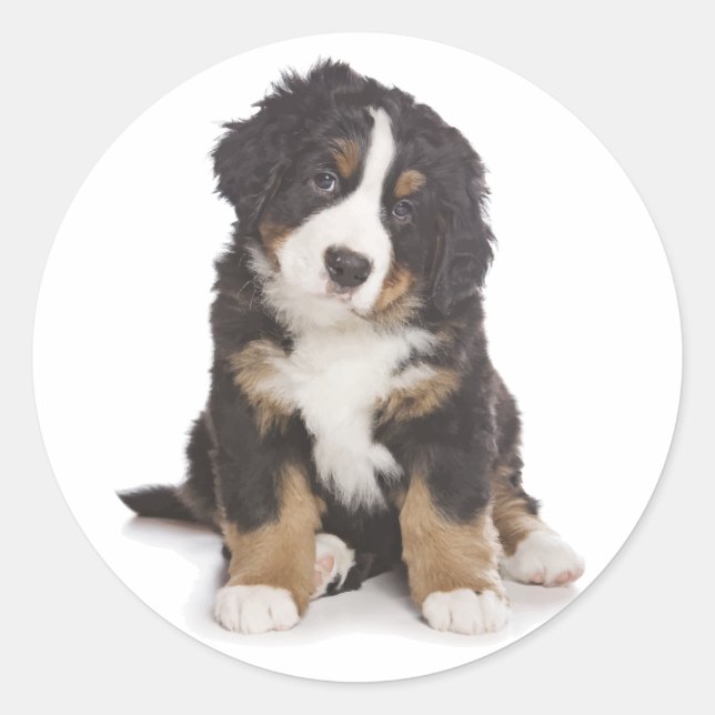 Bernese Mountain Puppy Dog Sticker / Seal (Front)