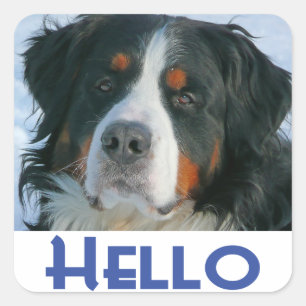 Bernese Mountain Puppy Dog Sticker / Seal