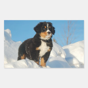 Bernese Mountain Puppy Dog Sticker / Seal